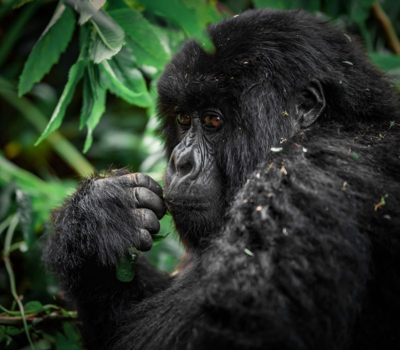 cross border 4x4 car rental uganda to rwanda