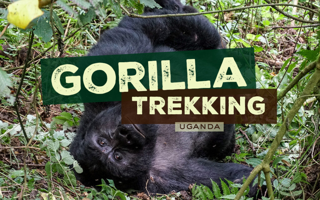 gorillas in uganda