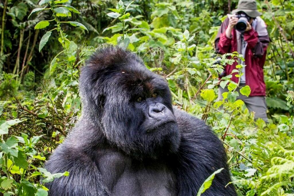 bwindi impenetrable forest national park a destionation for 4x4 self drive uganda