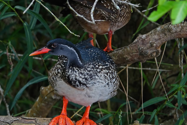 7 days birding safari birds