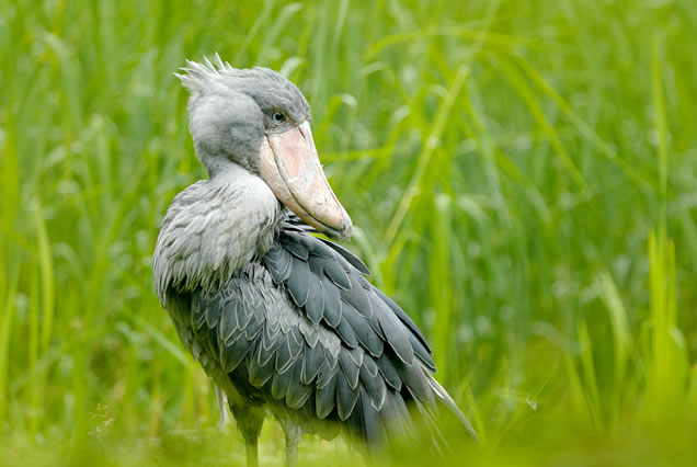 birding safari