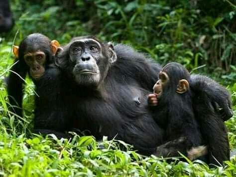 primates