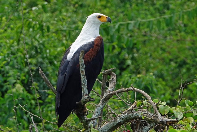 7 days birding safari-what to see