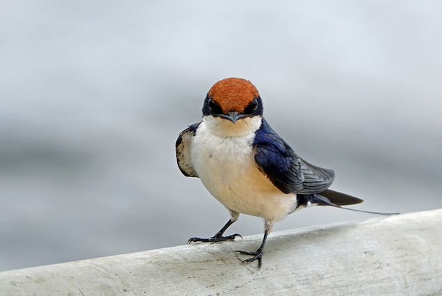 one of the birds to see on 7 days birding safari in uganda