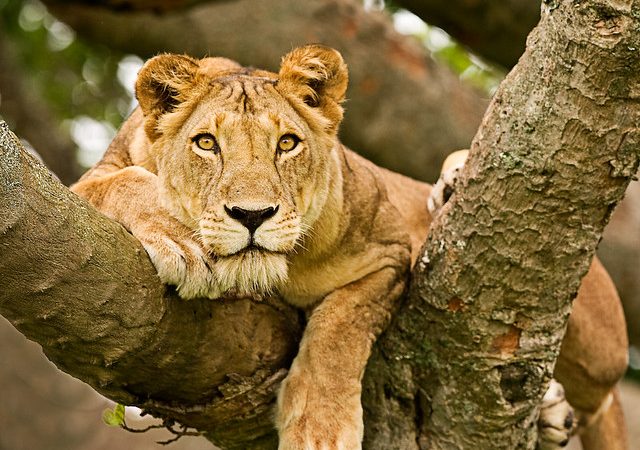 3 days safari to queen elizabeth national park
