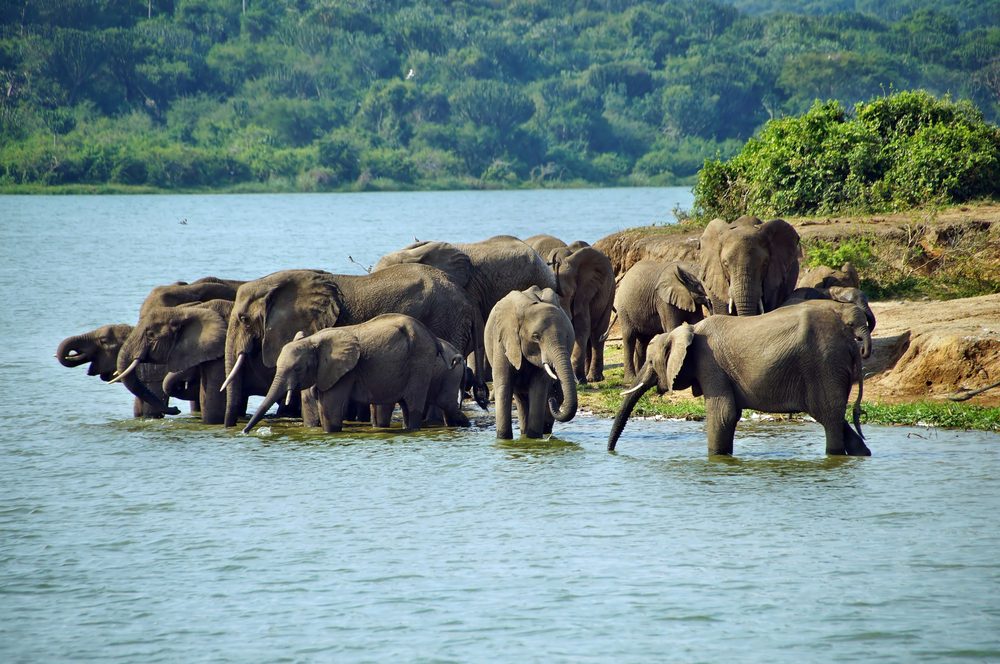 10 days tour in the pearl of africa