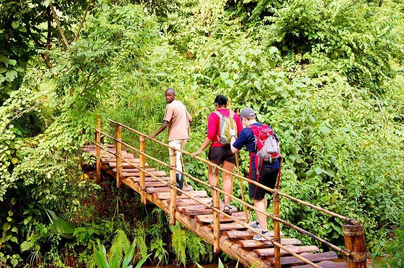gorilla safari in uganda