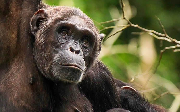 5 days primate safari