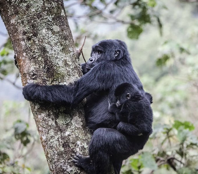 Mountain Gorilla climbing tree