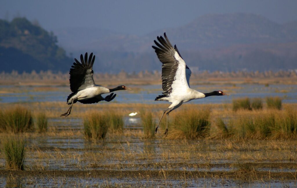 kidepo valley national park birding adventure