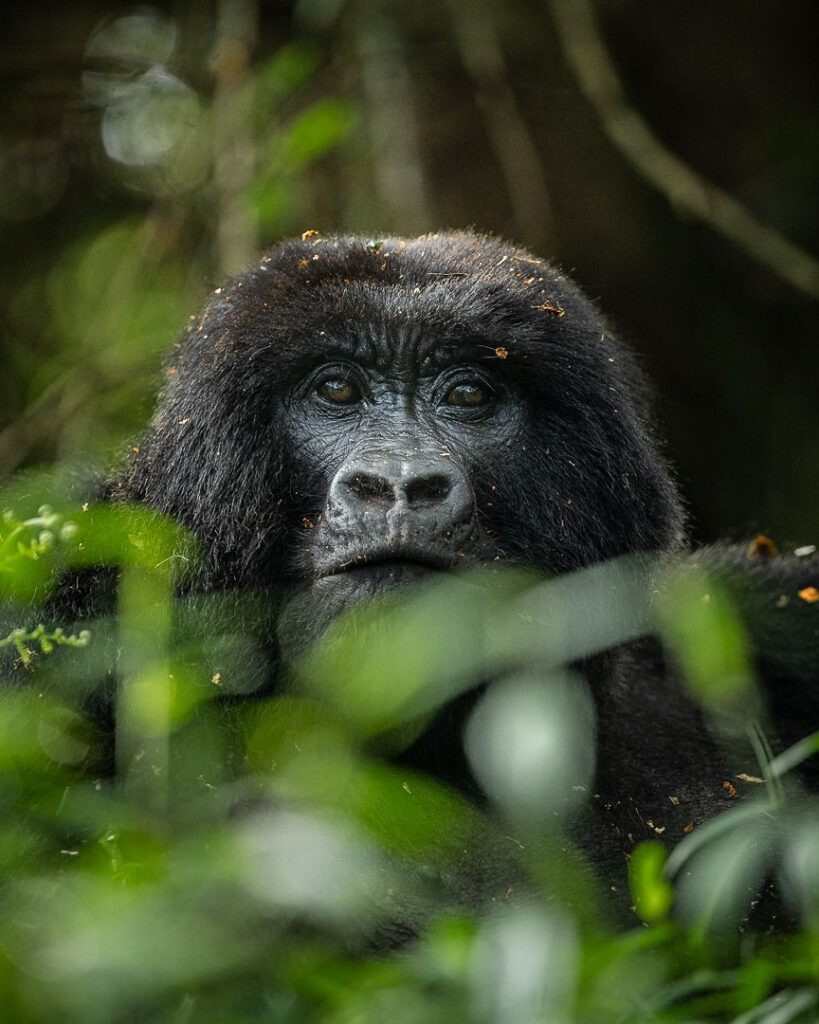 gorilla trekking in Mgahinga gorilla national park