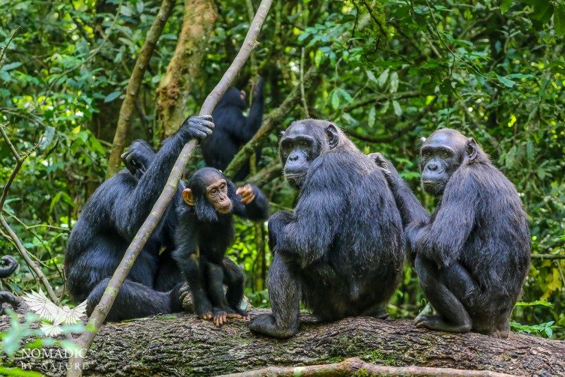 kibale forest national park primates