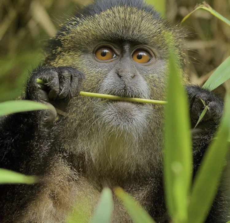 golden monkey tracking in mgahinga gorilla national park