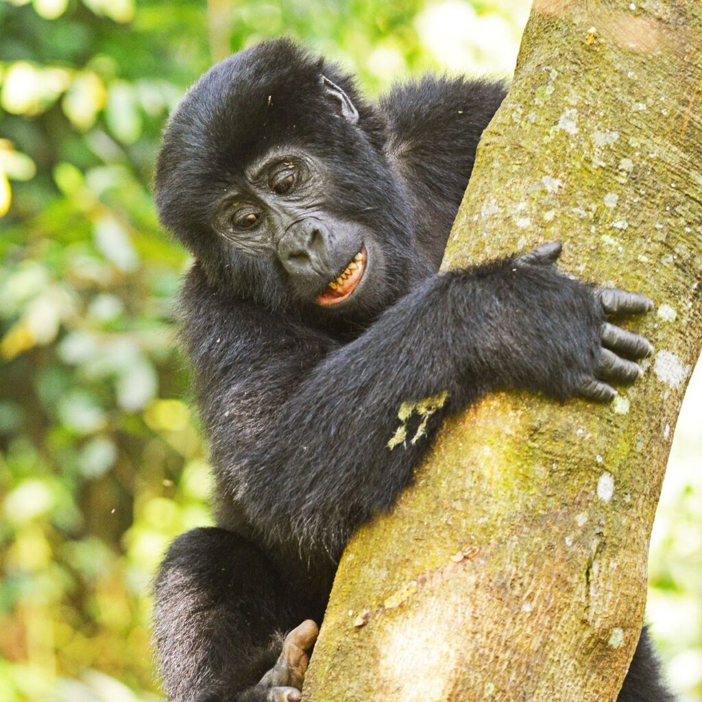 Gorillas in Mgahinga gorilla national park